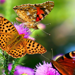 免费ddos平台攻击